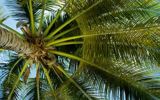 Картинка пальмовые рощи, дерево, лист, растительность, Пальма