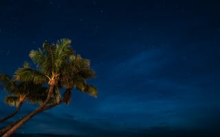 Картинка ночь, дерево, природа, звезда, облако