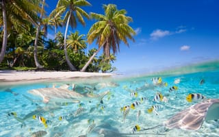 Картинка море, вода, тропическая зона, отпуск, Карибский