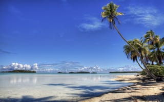 Картинка Пальма, море, дневное время, Карибский бассейн, тропическая зона