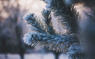 Картинка Зима, Природа, Ветка, Снег
