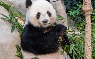 Картинка Животные, Ветки, Животное, Панда, Бамбук