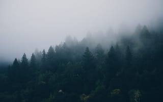 Картинка Деревья, Лес, Туман, Природа