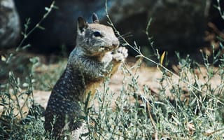 Картинка Животные, Трава, Белка, Животное, Дикая Природа, Грызун