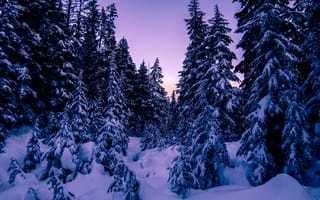 Картинка Зима, Природа, Вечер, Снег, Ели