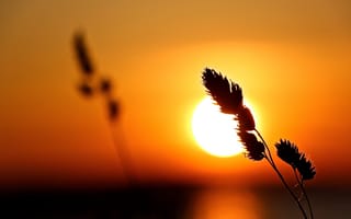 Картинка Закат, Солнце, Растение, Макро