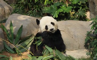 Картинка Животные, Животное, Бамбук, Панда, Забавный