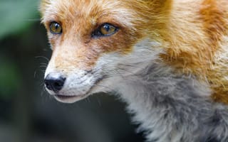 Картинка Животные, Морда, Хищник, Взгляд, Лиса