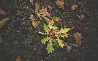 Картинка Природа, Трава, Листва, Осень, Дуб
