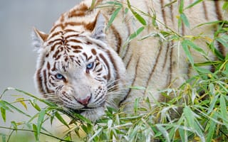 Картинка Животные, Ветка, Тигр, Бамбук, Белый Тигр, Большая Кошка