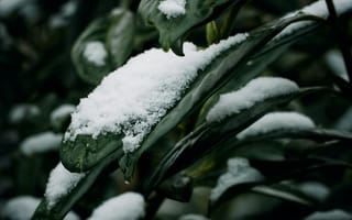 Картинка Зима, Листья, Макро, Растение, Снег