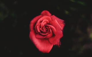 Картинка Цветы, Роза, Красный, Бутон, Лепестки