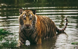 Картинка Животные, Вода, Хищник, Тигр, Мокрый