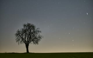 Картинка Природа, Дерево, Вечер, Звездное Небо