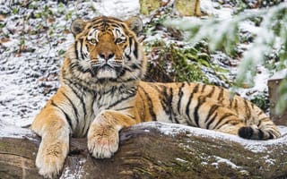 Картинка Животные, Хищник, Большая Кошка, Амурский Тигр