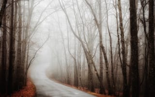 Картинка Природа, Осень, Туман, Дорога, Лес, Поворот