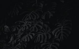 Картинка Листья, Растение, Чб