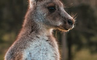 Картинка Животные, Кенгуру, Шерсть, Зверек, Милый