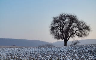 Картинка Природа, Снег, Дерево, Поле