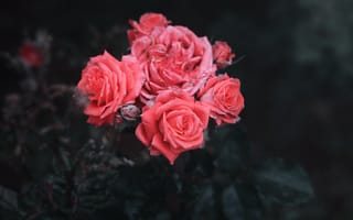 Картинка Цветы, Розы, Куст, Бутоны