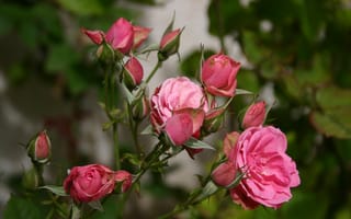 Обои Цветы, Розы, Бутоны