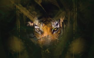 Картинка Животные, Глаза, Взгляд, Тигр, Прятаться