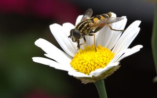 Картинка Цветок, Макро, Ромашка, Опыление, Пчела