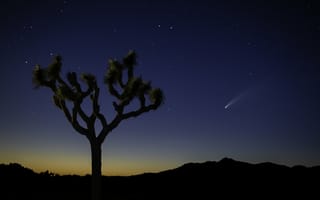 Картинка Природа, Ночь, Дерево, Пустыня, Звездное Небо