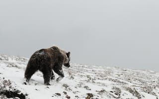 Картинка Животные, Зима, Медведь, Север, Снег, Гризли