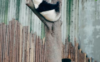 Картинка Животные, Дерево, Животное, Панда