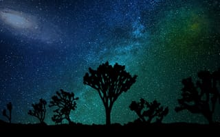 Картинка Природа, Звездное Небо, Млечный Путь, Дерево Джошуа