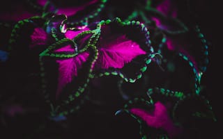 Картинка Листья, Растение, Разноцветный, Макро