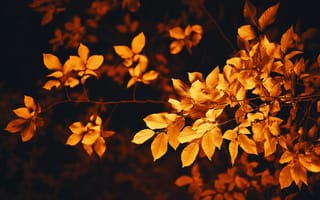 Картинка Осень, Листва, Природа, Размытость, Ветка, Листья