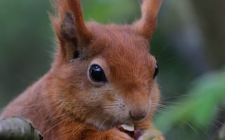 Картинка Животные, Белка, Милый, Орех, Грызун