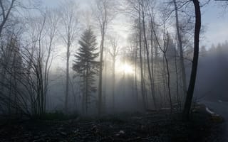 Картинка Природа, Деревья, Туман, Лес