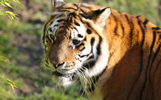 Картинка Животные, Хищник, Животное, Тигр, Взгляд, Большая Кошка