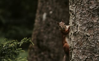 Картинка Животные, Дерево, Грызун, Белка, Забавный