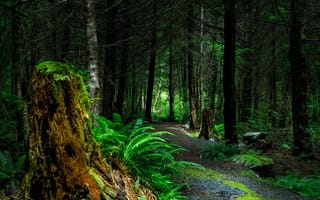 Картинка Канада, Природа, Лес, Деревья, Тропинка, Остров Ванкувер