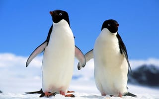 Картинка Пингвины, Животные, Зима, Север, Пара