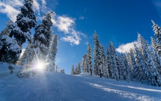 Картинка Зима, Природа, Снег, Солнечный Свет, Деревья