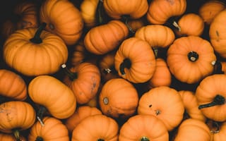 Картинка Еда, Осень, Урожай, Спелый, Тыква, Оранжевый