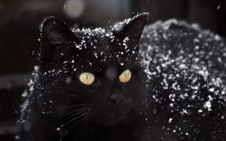 Картинка Зима, Животные, Кот, Снег, Черный