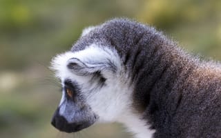 Картинка Животные, Серый, Дикая Природа, Лемур, Животное