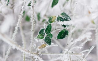 Картинка Зима, Природа, Мороз, Ветки, Иней
