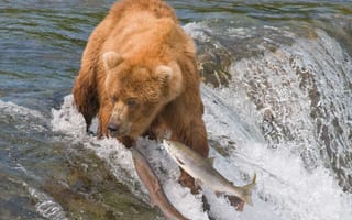 Картинка Рыбы, Животные, Ловля, Вода, Медведь, Река