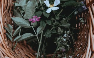 Картинка Цветы, Листья, Корзина