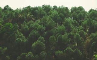 Картинка Природа, Деревья, Листва, Вид Сверху