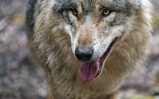 Картинка Животные, Хищник, Взгляд, Высунутый Язык, Волк