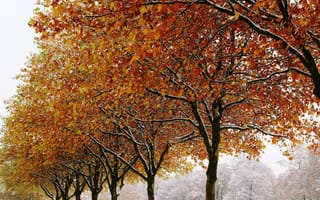 Картинка Зима, Природа, Деревья, Листва, Осень