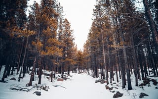 Картинка Зима, Природа, Деревья, Лес, Снег